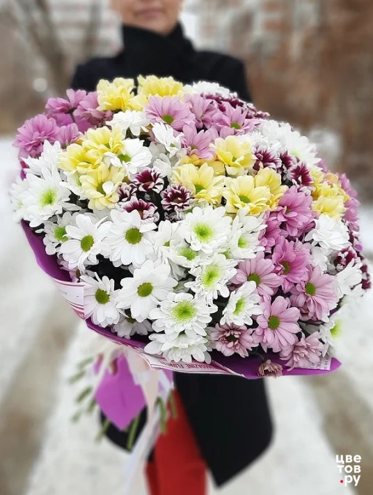25 разноцветных хризантем